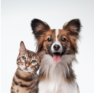 Mascotas